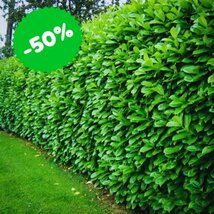 Akcia Vavrínovec lekársky Novita 25/35 cm, v črepníku Laurus cerasus Novita