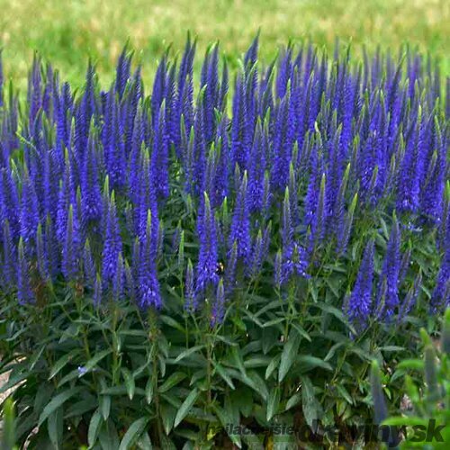 AKCIA ! Veronika - morský vánok , v črepníku Veronica spicata