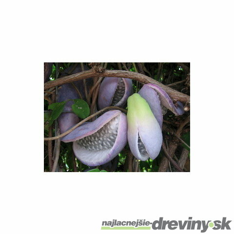 Akébia čokoládový banán 40/60 cm, v črepníku Akebia Quinata