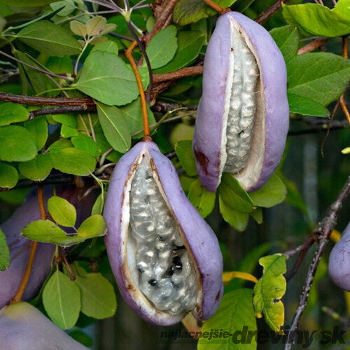 Akébia čokoládový banán 60/80 cm, v črepníku Akebia quinata