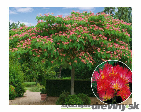 Albízia perzský hodvábny strom, v črepníku 30/40 cm Albizia julibrissin