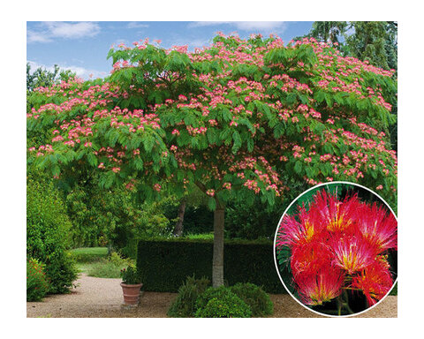 Albízia perzský hodvábny strom, výška 30/40 cm, v črepníku Albizia julibrissin