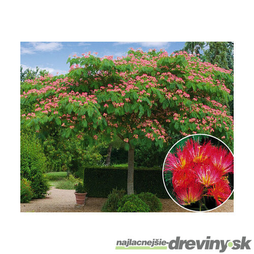 Albízia perzský hodvábny strom, výška 30/40 cm, v črepníku Albizia julibrissin