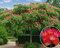 Albízia perzský hodvábny strom, výška 30/40 cm, v črepníku Albizia julibrissin