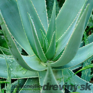 Aloe vera - Zázračná rastlina pre Váš interiér aj záhradu 25/35 cm v črepníku Aloe vera