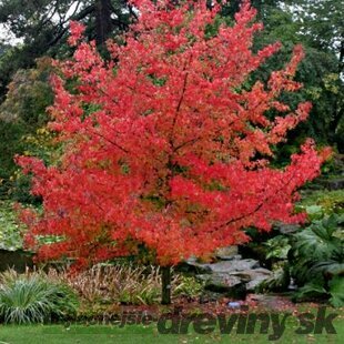 Ambrovník styraxový 100/120 cm, v črepníku Liquidambar styraciflua