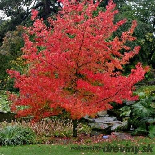 Ambrovník styraxový 100/120 cm, v črepníku Liquidambar styraciflua