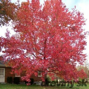 Ambrovník styraxový 220/250 cm, obvod 6/8 cm, v črepníku Liquidambar styraciflua