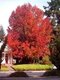Ambrovník styraxový 50/70 cm, v kvetináči Liquidambar styraciflua
