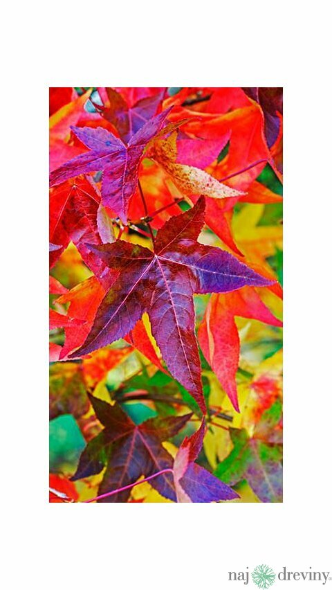 Ambrovník styraxový Fastigiata, obvod kmienka 6/8 cm, celková výška pri dodaní 250/300 cm, v koreňovom bale Liquidambar styraciflua Fastigiata