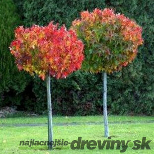 Ambrovník styraxový Gum Ball výška 180/200 cm v črepníku Liquidambar styraciflua Gum ball