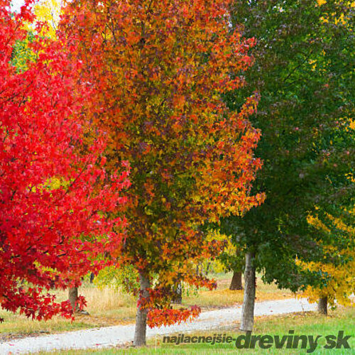 Ambrovník styraxový, výška 200/220 cm, v kvetináči 7,5 l Liquidambar styraciflua