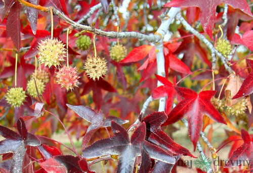 Ambrovník styraxový Worplesdon 160/180 cm, v črepníku Liquidambar styraciflua Worplesdon