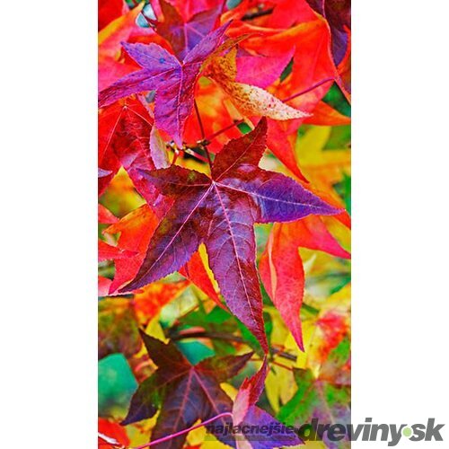 Ambrovník styraxový Worplesdon - stĺpovitý (Fastigiata), výška 180/200 cm, v črepníku Liquidambar styraciflua Fastigiata