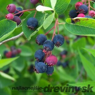 Amelanchier Lamarcki 180/200 cm, v črepníku Amelanchier lamarckii