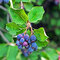 Amelanchier Martin (Muchovník) , výška 50/70 cm, v črepníku Amelanchier alnifolia Martin