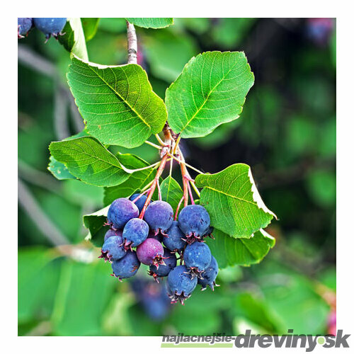 Amelanchier Martin (Muchovník), výška 50/70 cm, v črepníku Amelanchier alnifolia Martin