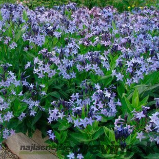 Amsónia Blue Ice, výška 10/15 cm, v črepníku P9 Amsonia Blue Ice