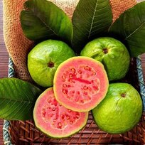Ananásová guava-aka jedlá 40/60 cm v črepníku 3l Feijoa sellowiana-Acca