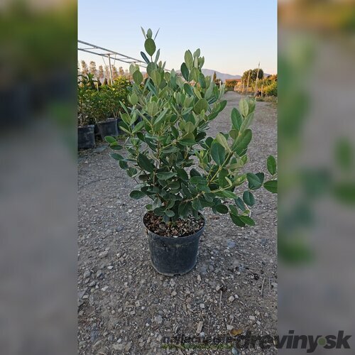 Ananásová guava-aka jedlá 40/60 cm v črepníku 3l Feijoa sellowiana-Acca