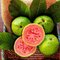 Ananásová guava-aka jedlá 40/60 cm v črepníku 3l Feijoa sellowiana-Acca