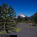 Araucaria Araucana