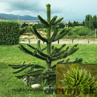 Araukária andská 20/30 cm, v črepníku Araucaria araucana