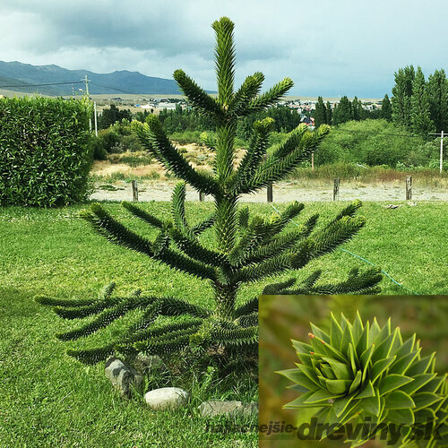 Araukária andská 20/30 cm, v črepníku Araucaria araucana