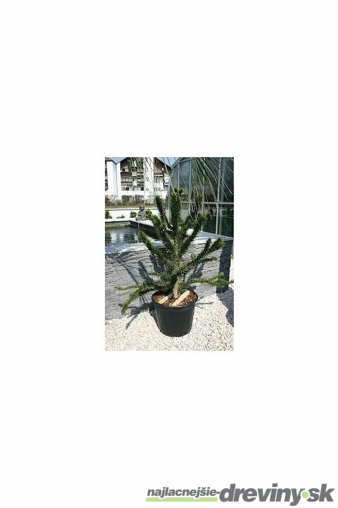 Araukária andská 50/60 cm, v črepníku Araucaria araucana