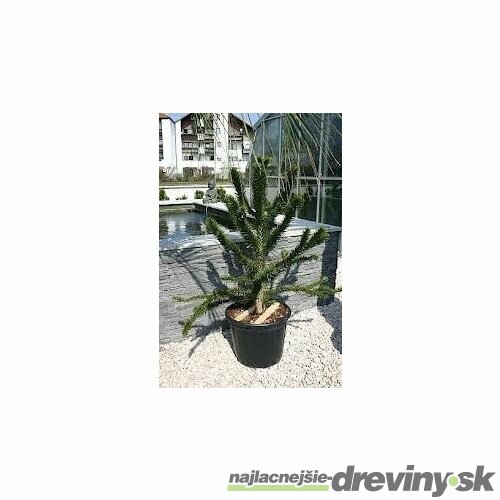 Araukária andská 50/60 cm, v črepníku Araucaria araucana