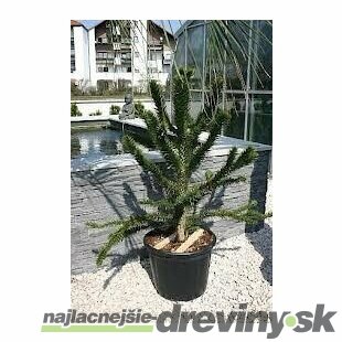 Araukária andská 50/60 cm, v črepníku Araucaria araucana