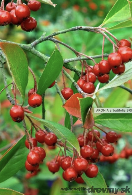 Arónia čiernoplodá Brilliant – Zdravie z prírody priamo na váš stôl 30/60 cm , v črepníku 2/3l Aronia arbutifolia ‘Brilliant‘