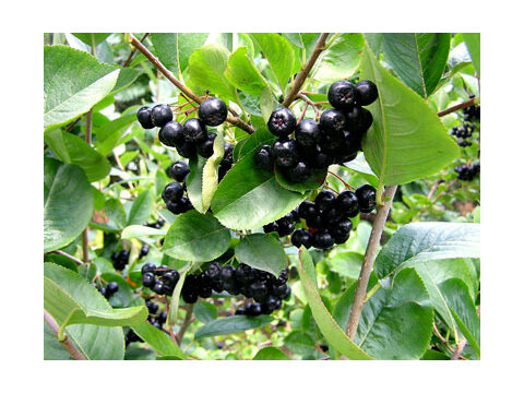 Arónia Viking v črepníku Aronia prunifolia Viking