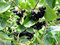Arónia Viking v črepníku Aronia prunifolia Viking