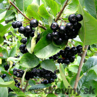 Arónia Viking v črepníku Aronia prunifolia Viking