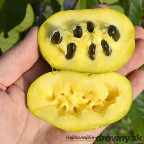 Asimina - ovocie Paw Paw banán severu, výška 50/60 cm, v črepníku Asimina triloba