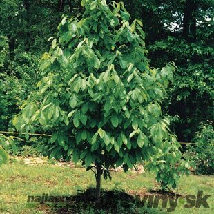 Asimina - ovocie Paw Paw banán severu, výška 50/60 cm, v črepníku Asimina triloba