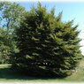 Asplenifolia