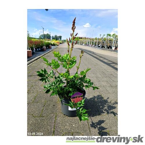 Astilbe CORAL ISLAND ‘Dunes Revolution‘ 30/50 cm v črepníku 2l Astilbe CORAL ISLAND ‘Dunes Revolution‘