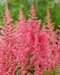 Astilbe CORAL ISLAND ‘Dunes Revolution‘ 30/50 cm v črepníku 2l Astilbe CORAL ISLAND ‘Dunes Revolution‘