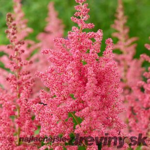Astilbe CORAL ISLAND ‘Dunes Revolution‘ 30/50 cm v črepníku 2l Astilbe CORAL ISLAND ‘Dunes Revolution‘