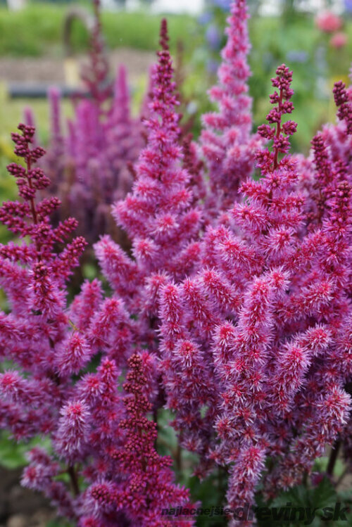 Astilbe ‘Purple Rain‘ PBR 30/50 cm v črepníku 3l Astilbe ‘Purple Rain‘ PBR