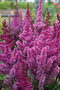 Astilbe ‘Purple Rain‘ PBR 30/50 cm v črepníku 3l Astilbe ‘Purple Rain‘ PBR