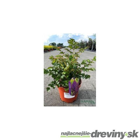 Astilbe ‘Purple Rain‘ PBR 30/50 cm v črepníku 3l Astilbe ‘Purple Rain‘ PBR