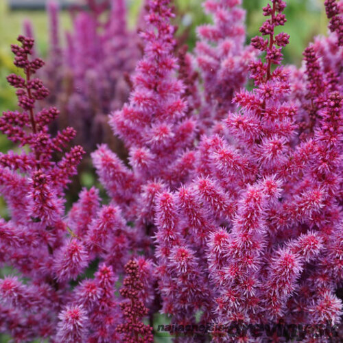 Astilbe ‘Purple Rain‘ PBR 30/50 cm v črepníku 3l Astilbe ‘Purple Rain‘ PBR