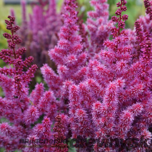 Astilbe ‘Purple Rain‘ PBR 30/50 cm v črepníku 3l Astilbe ‘Purple Rain‘ PBR