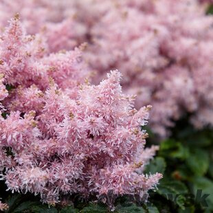 Astilbe SHORT ‘N‘ SWEET SUGARBERRY ‘Sugarberry‘ 30/50 cm v črepníku 2l Astilbe SHORT ‘N‘ SWEET SUGARBERRY ‘Sugarberry‘