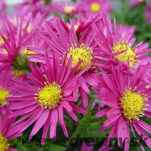 Astra alpínska Bahamas, v črepníku 2L Aster Alpinus Bahamas