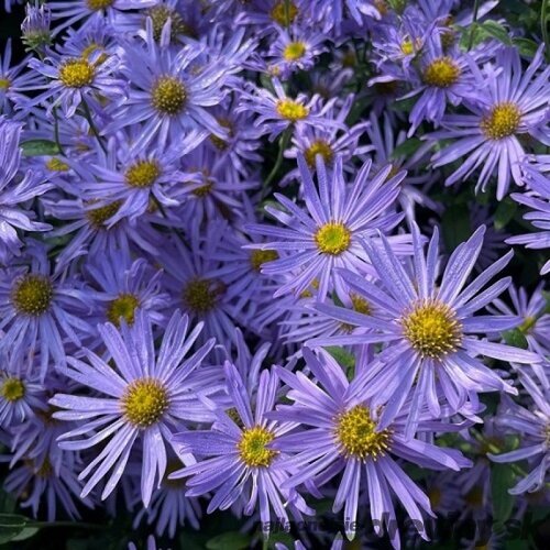 Astra alpínska Rudolf Goethe, výška 10/15 cm, v črepníku P9 Aster alpinus