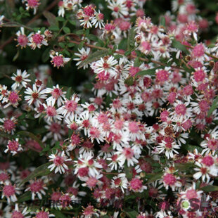 Astra Lady in Black, v črepníku Aster lateriflorud var. Horizontalis Lady in black